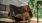 dog sitting on chair